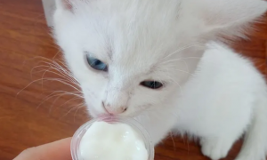 猫咪能不能吃乳酸果冻