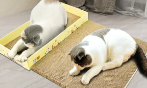 怎么让猫用猫抓板