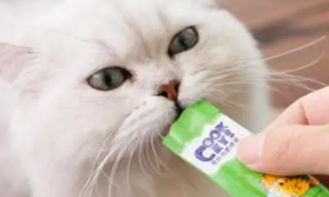 小猫为什么喜欢吃猫条