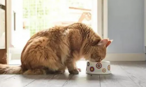 猫咪吐后自己去进食