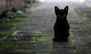 黑猫进屋十大预兆