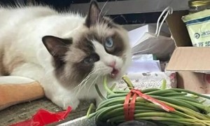 猫咪为什么喜欢蒜苗的味道