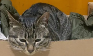 猫咪为什么在纸箱里睡觉呢