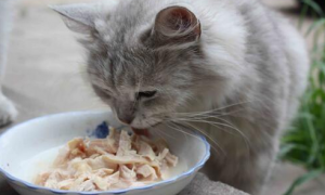 猫咪为什么爱吃鸡皮呢怎么回事