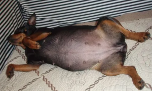 杜宾犬怀孕25天的图片