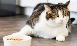 猫咪不吃新猫粮为什么呢怎么办