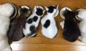 生了五只猫是凶还是吉