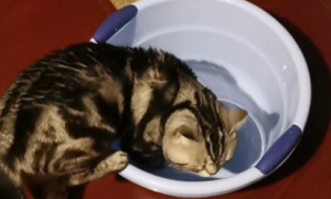 猫咪平时要洗脚吗为什么呢