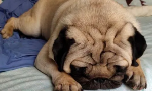 为什么狗狗睡觉会呼吸困难呢