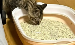 猫咪为什么吃猫砂 猫咪吃猫砂的原因