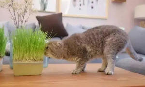 猫咪为什么爱吃猫草呢