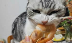 为什么猫咪不能多吃虾皮的原因