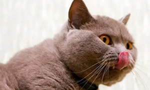 猫嘴巴流粘稠的口水吃什么药
