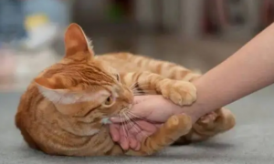 猫咪为什么咬手