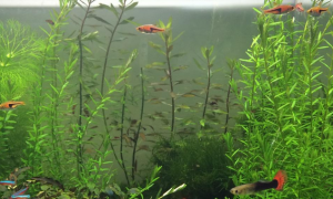 鱼缸水草的繁殖方法