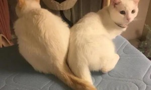 猫咪为什么会背对人