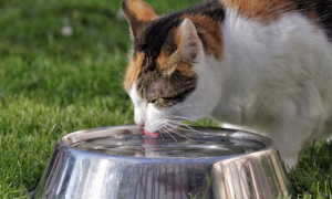 猫的水要一直放着吗