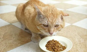 猫咪不吃不喝怎么补充营养呢