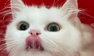 猫咪下巴有红色的像是结痂一样