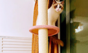 猫咪的猫爬架用的是什么绳子?