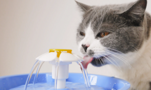 猫喝水咳嗽是什么原因导致的
