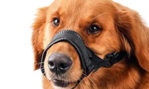 为什么狗狗要带嘴罩