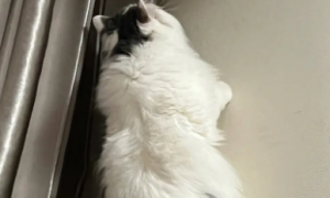 为什么猫咪爬到了墙上