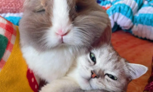 猫咪和兔子可以一起养吗
