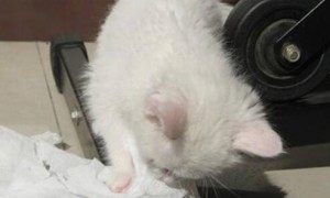 猫咪为什么喜欢鼻涕纸呢