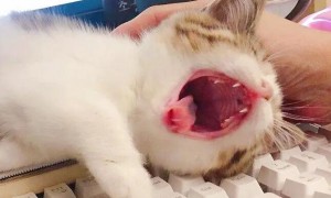 猫咪为什么嘴巴张开不叫声音