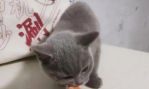 40天小猫可以吃猫条吗