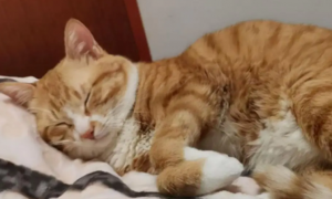 为什么猫咪睡觉颤抖很厉害