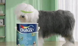 多乐士漆广告的狗狗是谁的
