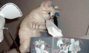 猫咪为什么喜欢咬胶带纸