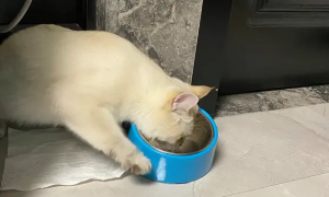 猫咪看不到透明碗的水