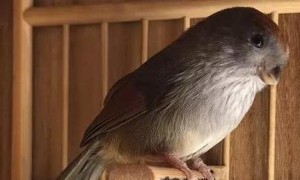 食物诱捕黄豆鸟视频