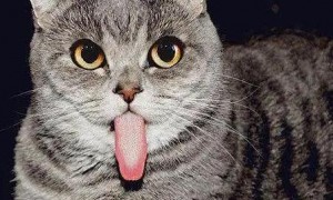 猫咪舌头掉出来为什么