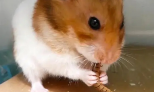 小仓鼠吃面包虫