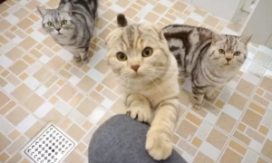 为什么猫咪会跟着你上厕所