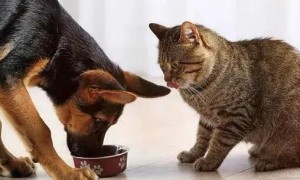 如何杜绝猫咪吃狗粮呢