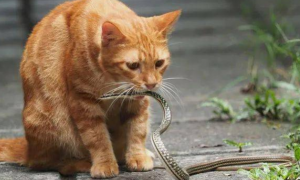 蛇和猫能不能一起养