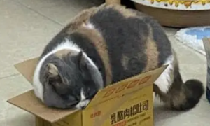 猫咪为什么钟情于纸箱里呢
