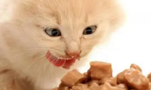 猫最爱吃的20种食物