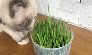 种猫草的方法