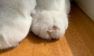 为什么猫咪指甲会裂开呢图片