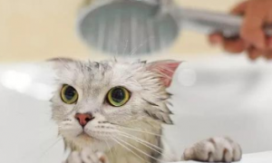怎样给小猫咪洗澡