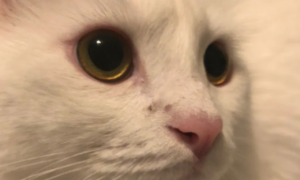 猫咪鼻子上面黑是为什么