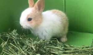 幼兔可以吃什么草
