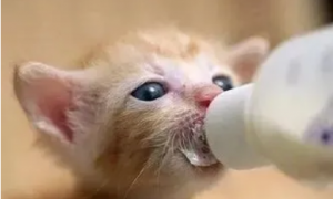 猫咪喝牛奶粉的原因