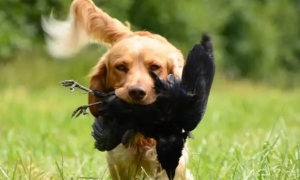 为什么狗狗能捉住鸟类呢